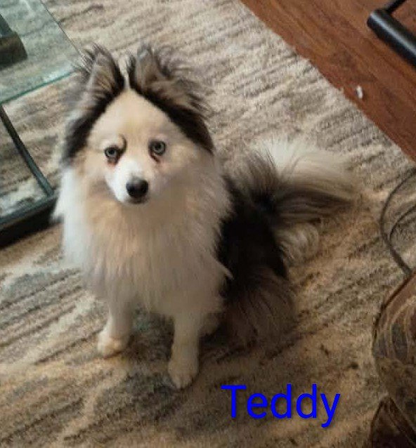 Teddy