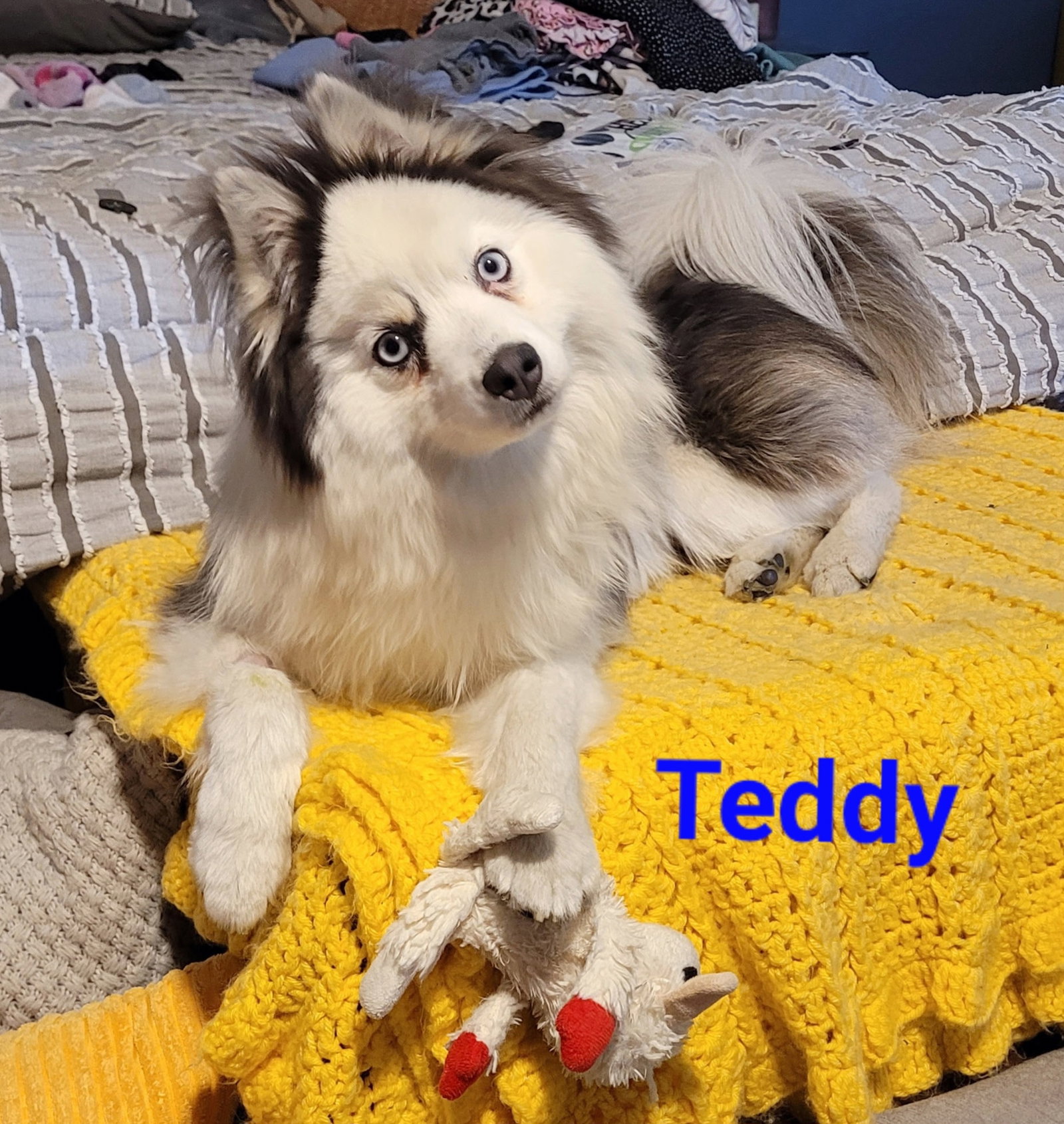 Teddy