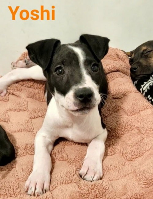 picture of the dog needing adoption