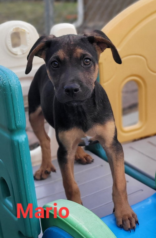 picture of the dog needing adoption
