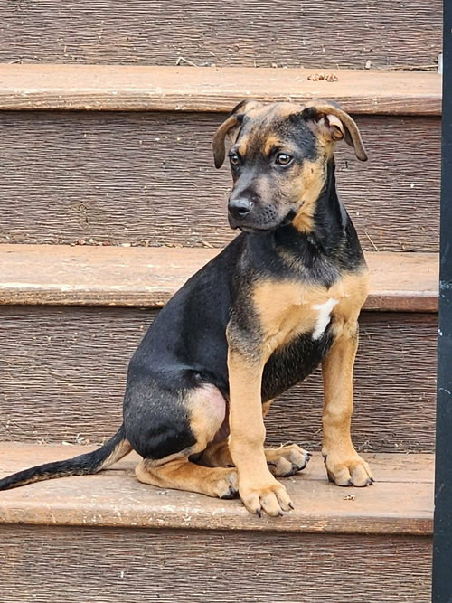 Mario, an adoptable Australian Shepherd in West Des Moines, IA