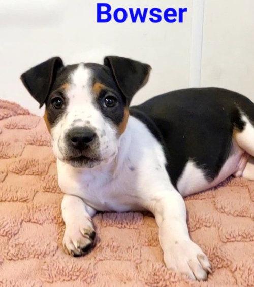 picture of the dog needing adoption