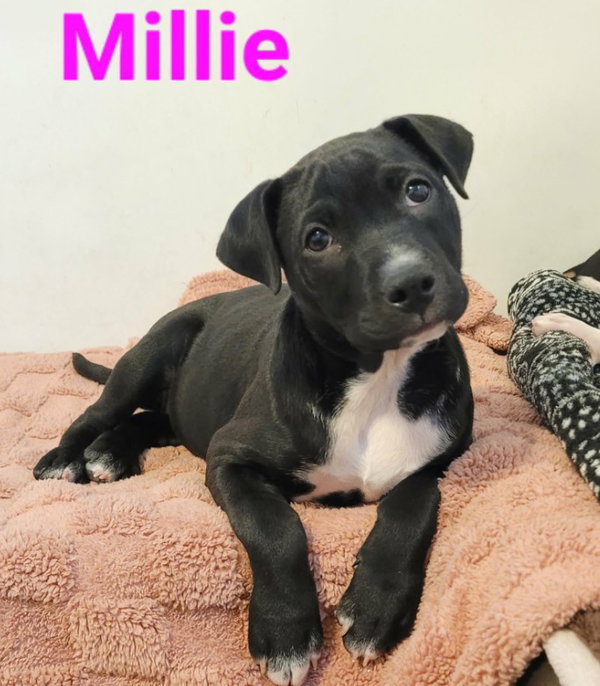 Millie