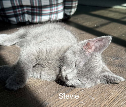 Stevie, an adoptable Domestic Short Hair in West Des Moines, IA