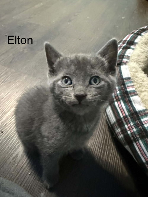 Elton, an adoptable Domestic Short Hair in West Des Moines, IA