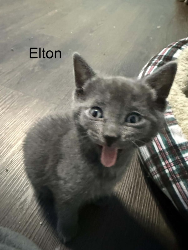 Elton (bonded w/Freddie)
