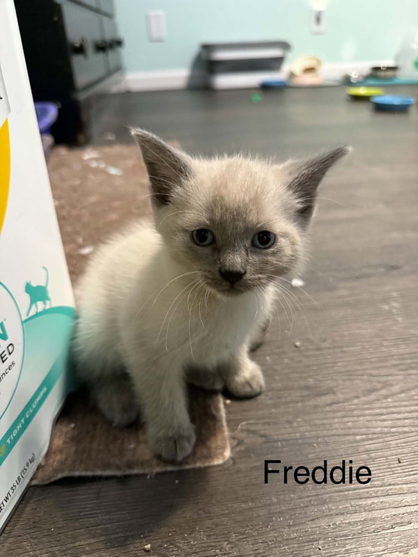 Freddie (bonded w/Elton)