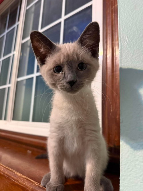 Freddie