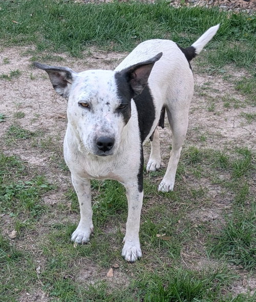 Marty, an adoptable Cattle Dog in West Des Moines, IA