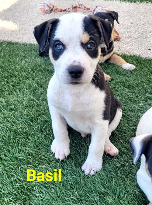 Basil, an adoptable Terrier in West Des Moines, IA