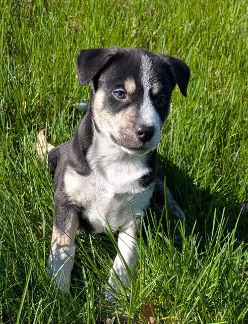 Cilantro, an adoptable Terrier in West Des Moines, IA