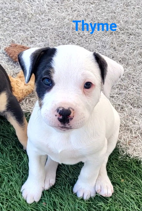 Thyme, an adoptable Terrier in West Des Moines, IA