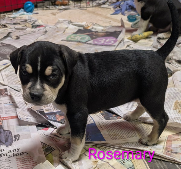 Rosemary