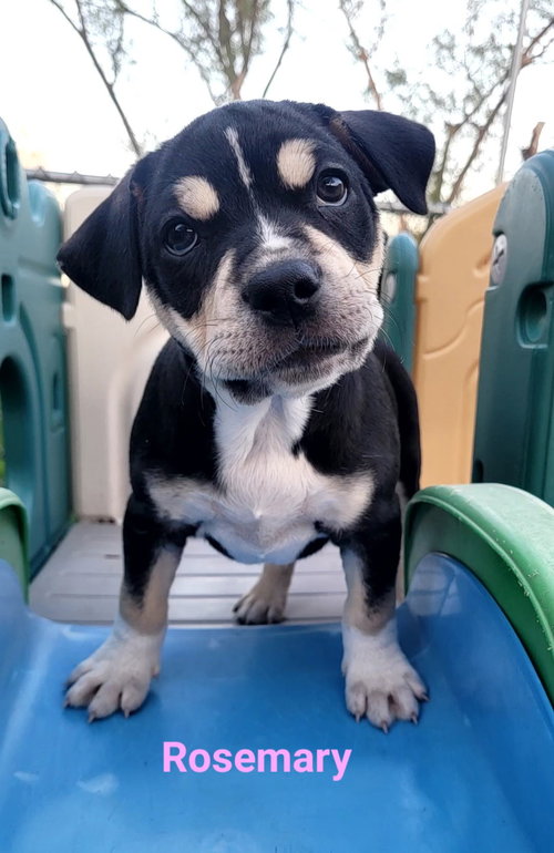 Rosemary, an adoptable Terrier in West Des Moines, IA
