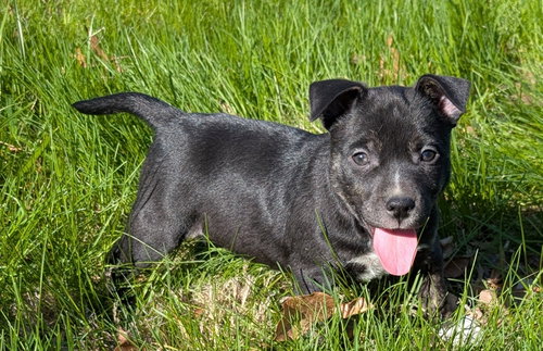 Sage, an adoptable Terrier in West Des Moines, IA