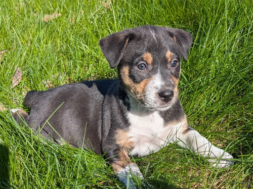 Fennel, an adoptable Terrier in West Des Moines, IA
