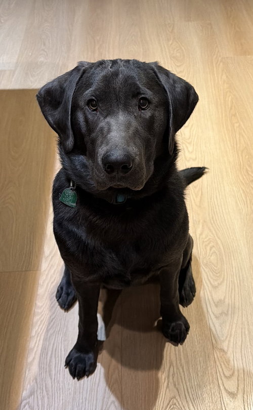 Isla Moon, an adoptable Labrador Retriever in West Des Moines, IA