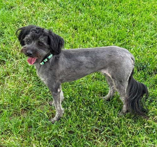 Buddy, an adoptable Shih Tzu in West Des Moines, IA