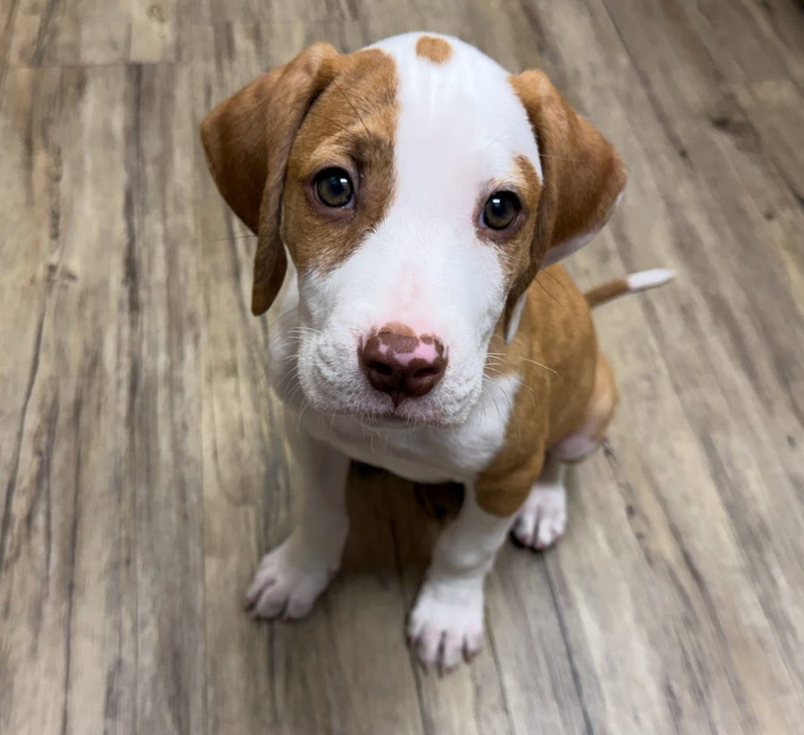 Copper