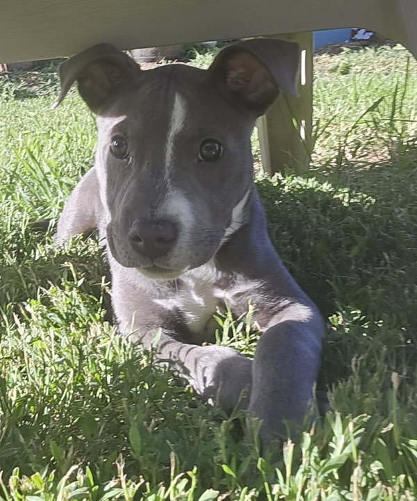 Hank