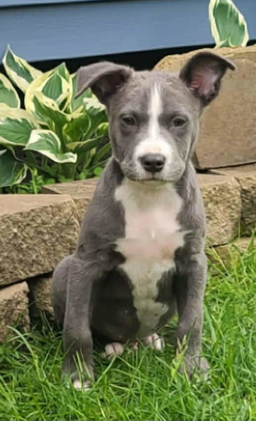 Johnny, an adoptable American Staffordshire Terrier in West Des Moines, IA