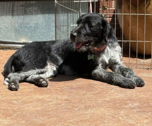 Pepper photo 2