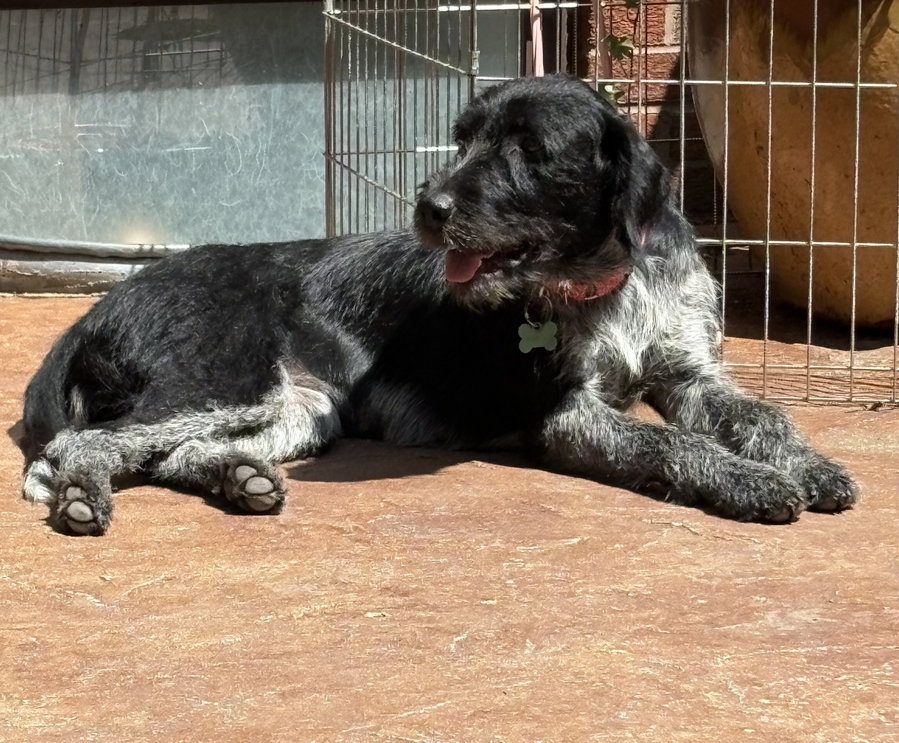 Pepper