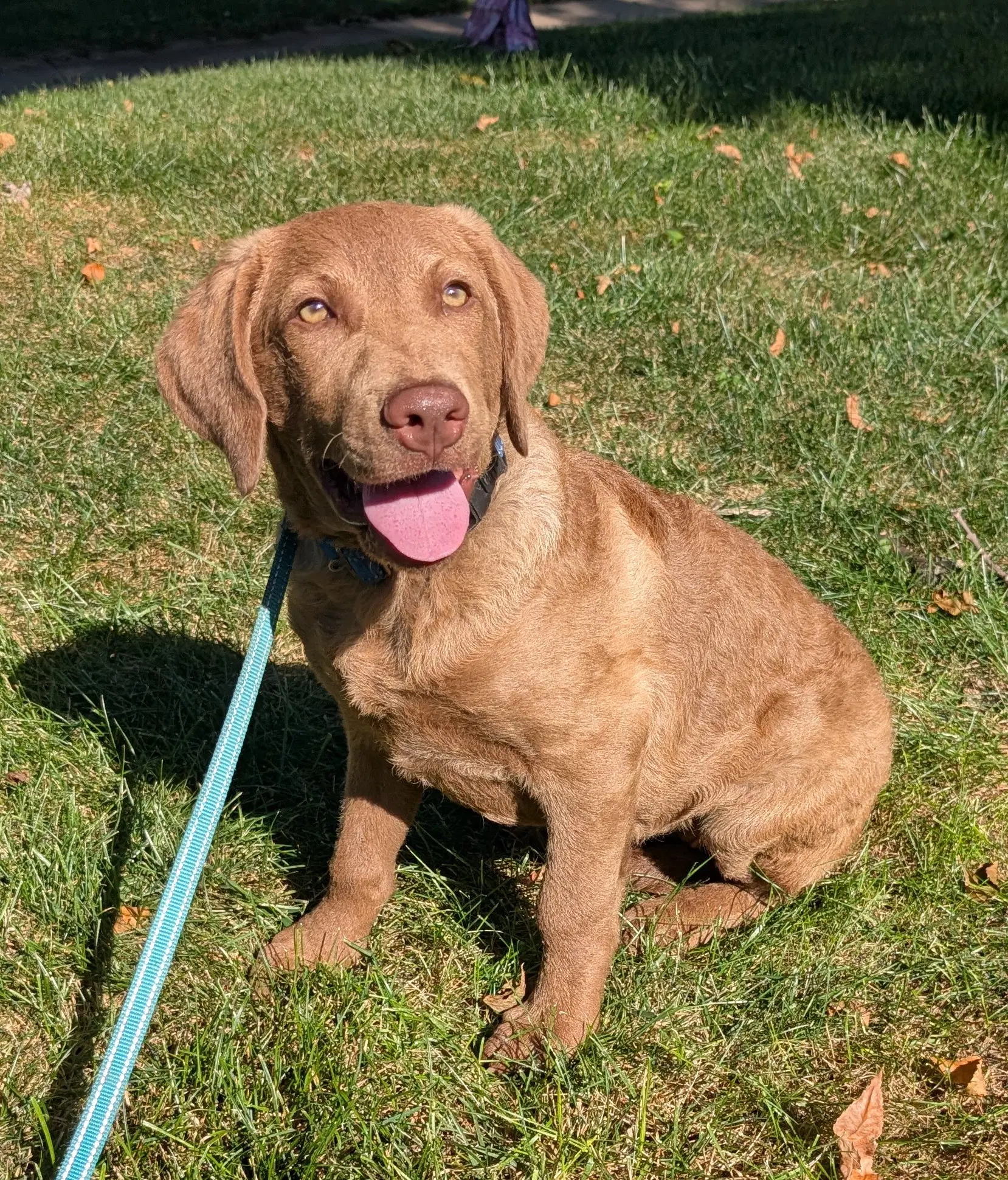 Cheyenne - Chesapeake Bay Retriever