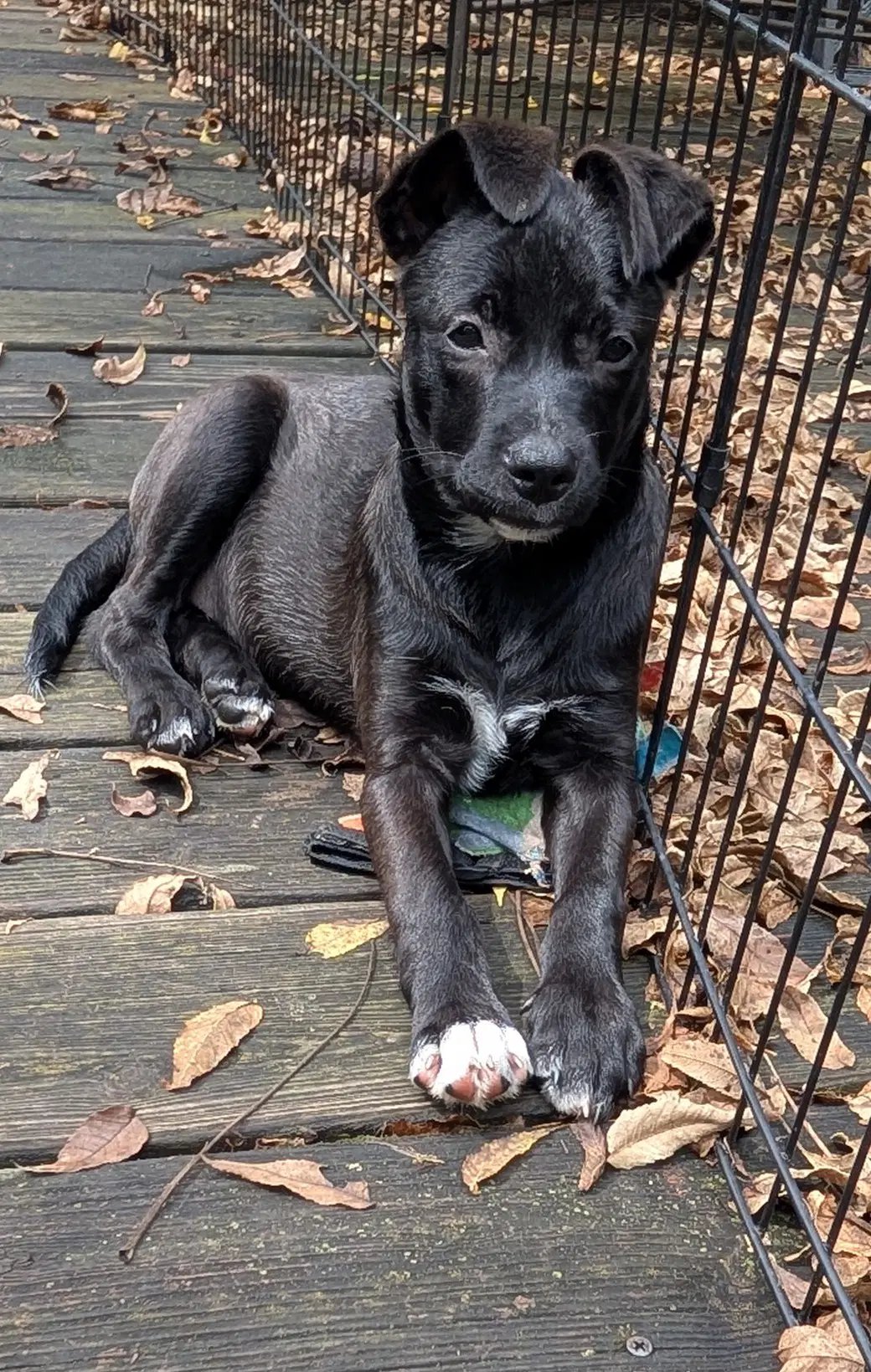Harriet - Border Collie