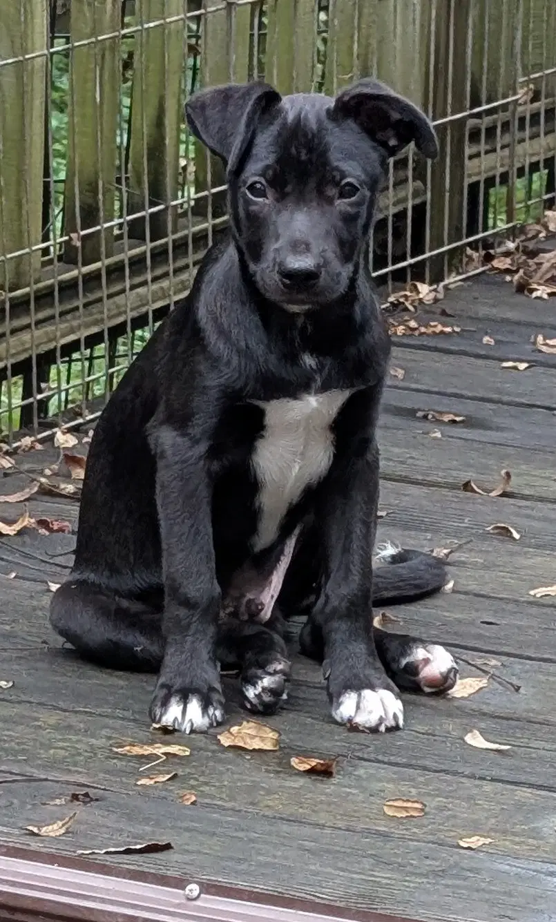 Leonard - Border Collie