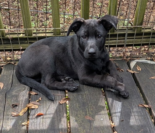 Photo 3 of Bear