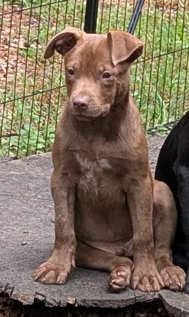 Otto