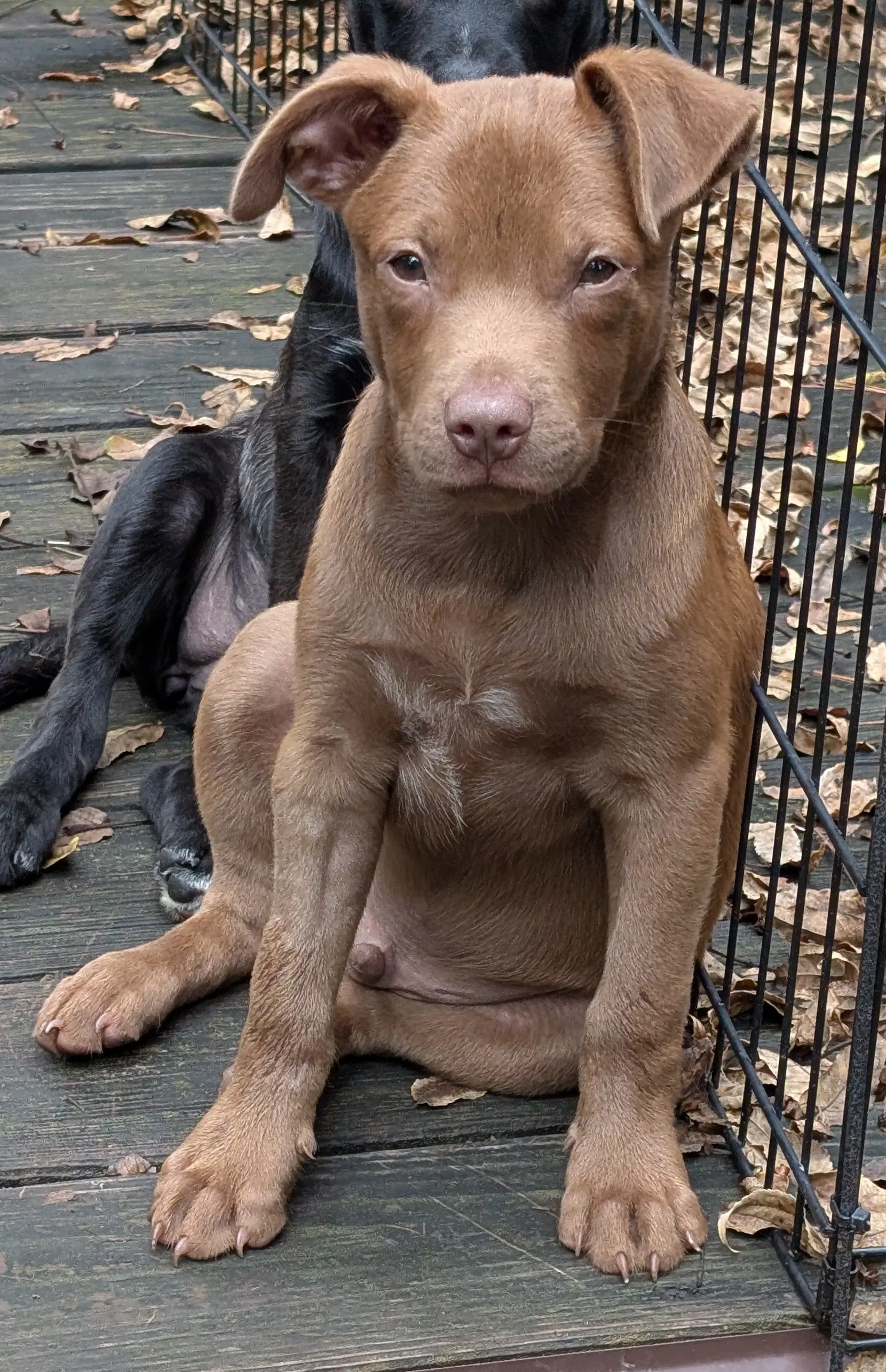 Otto image 2
