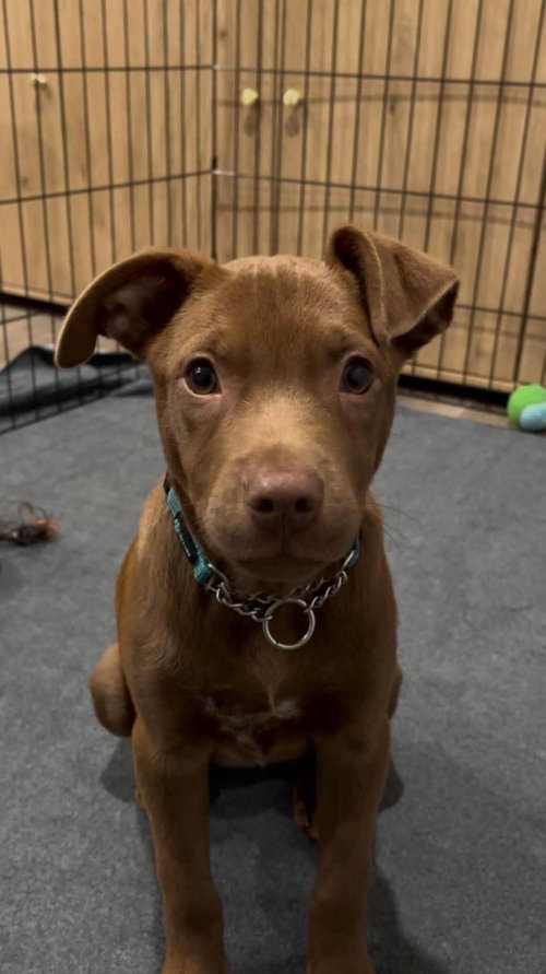 Otto, a dog for adoption from Hope Animal Rescue of Iowa