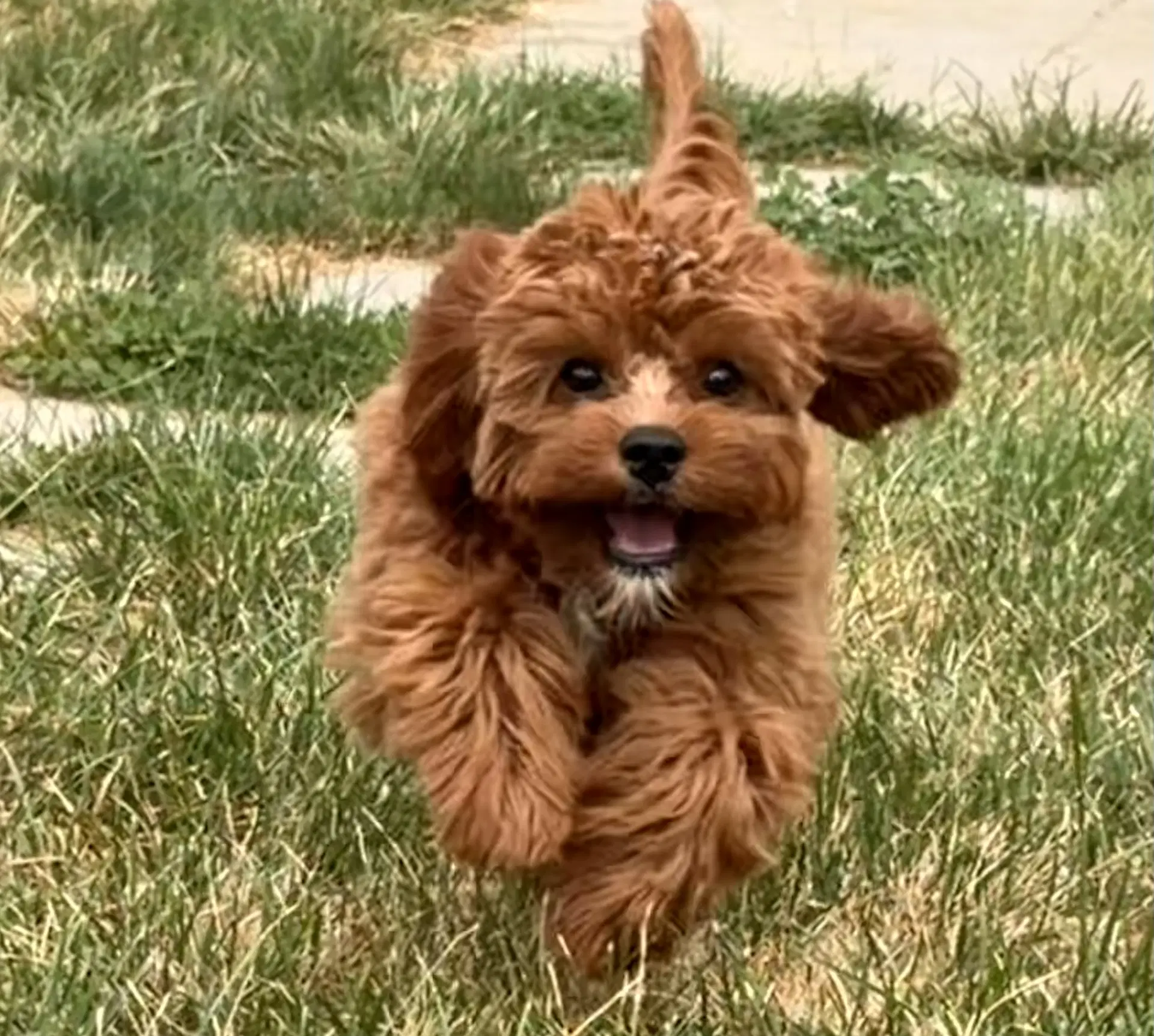 Archie - Cavalier King Charles Spaniel