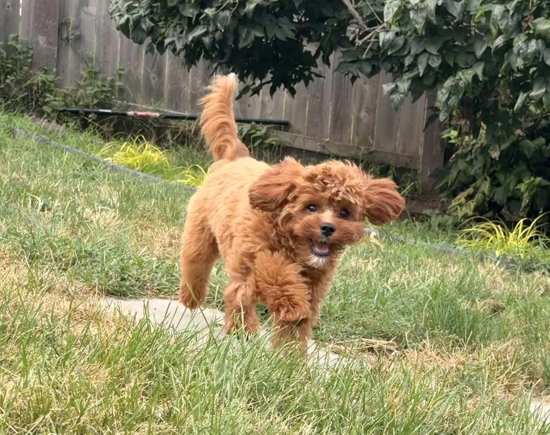 Archie image 2