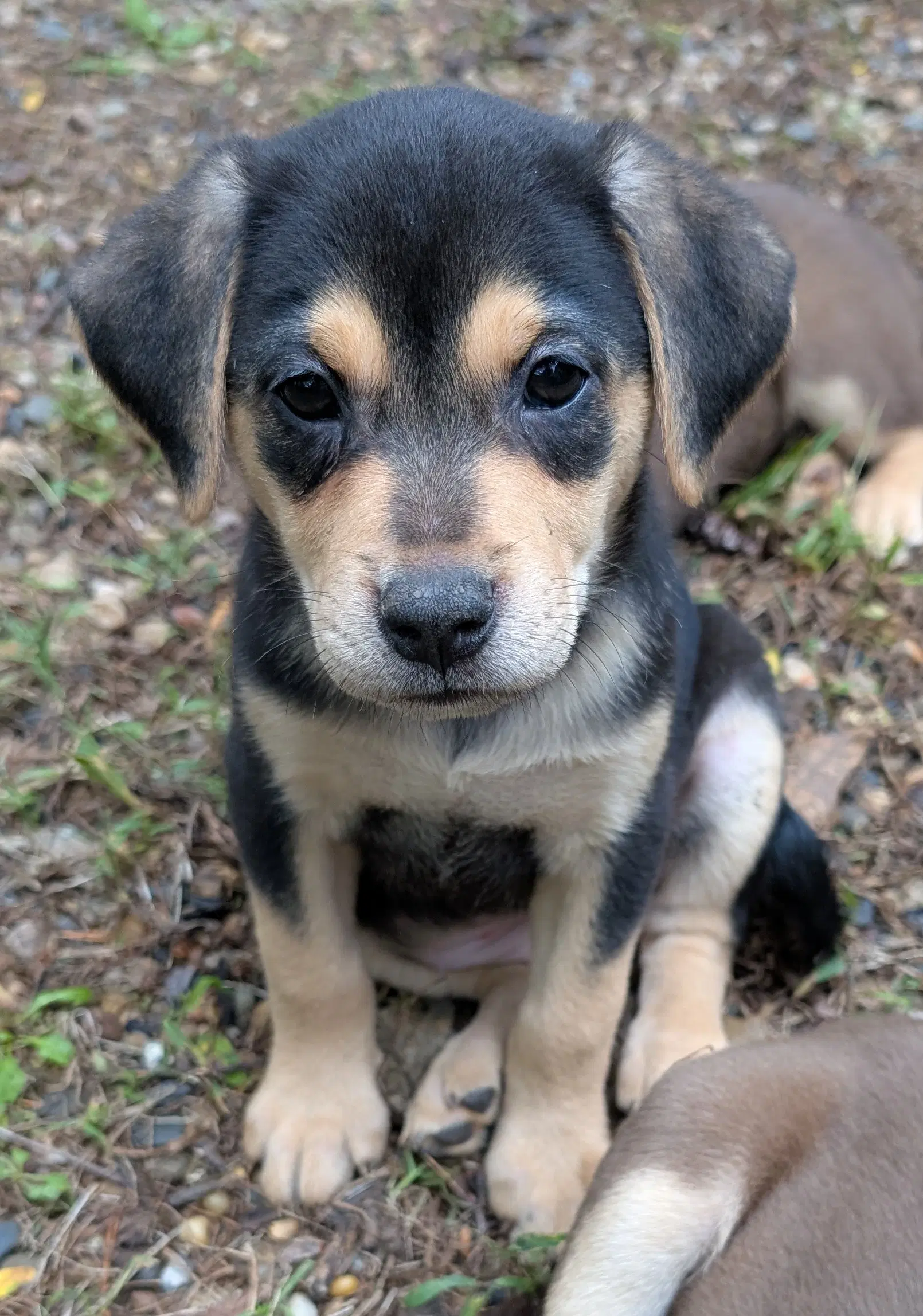 Rain - Labrador Retriever