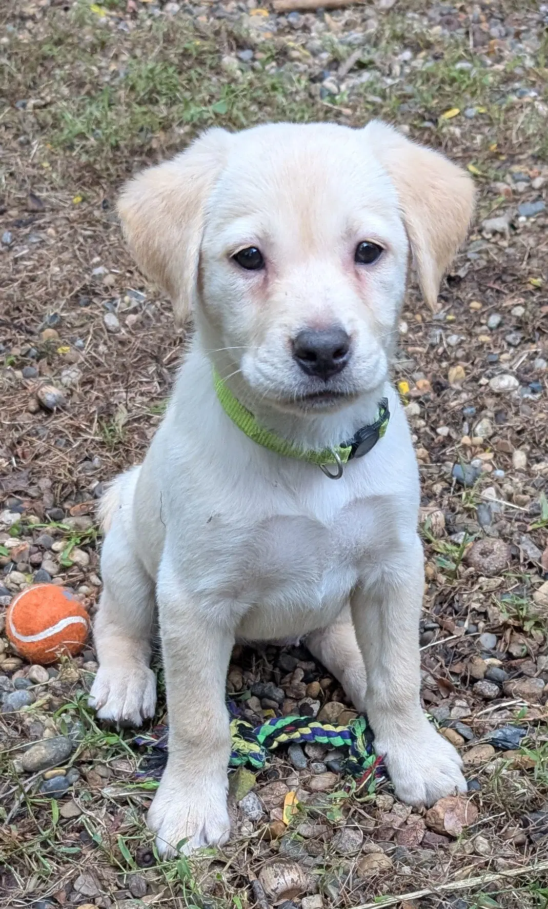 Sky - Labrador Retriever