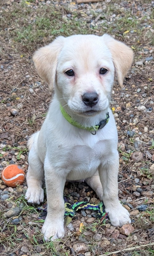Sky, a dog for adoption from Hope Animal Rescue of Iowa