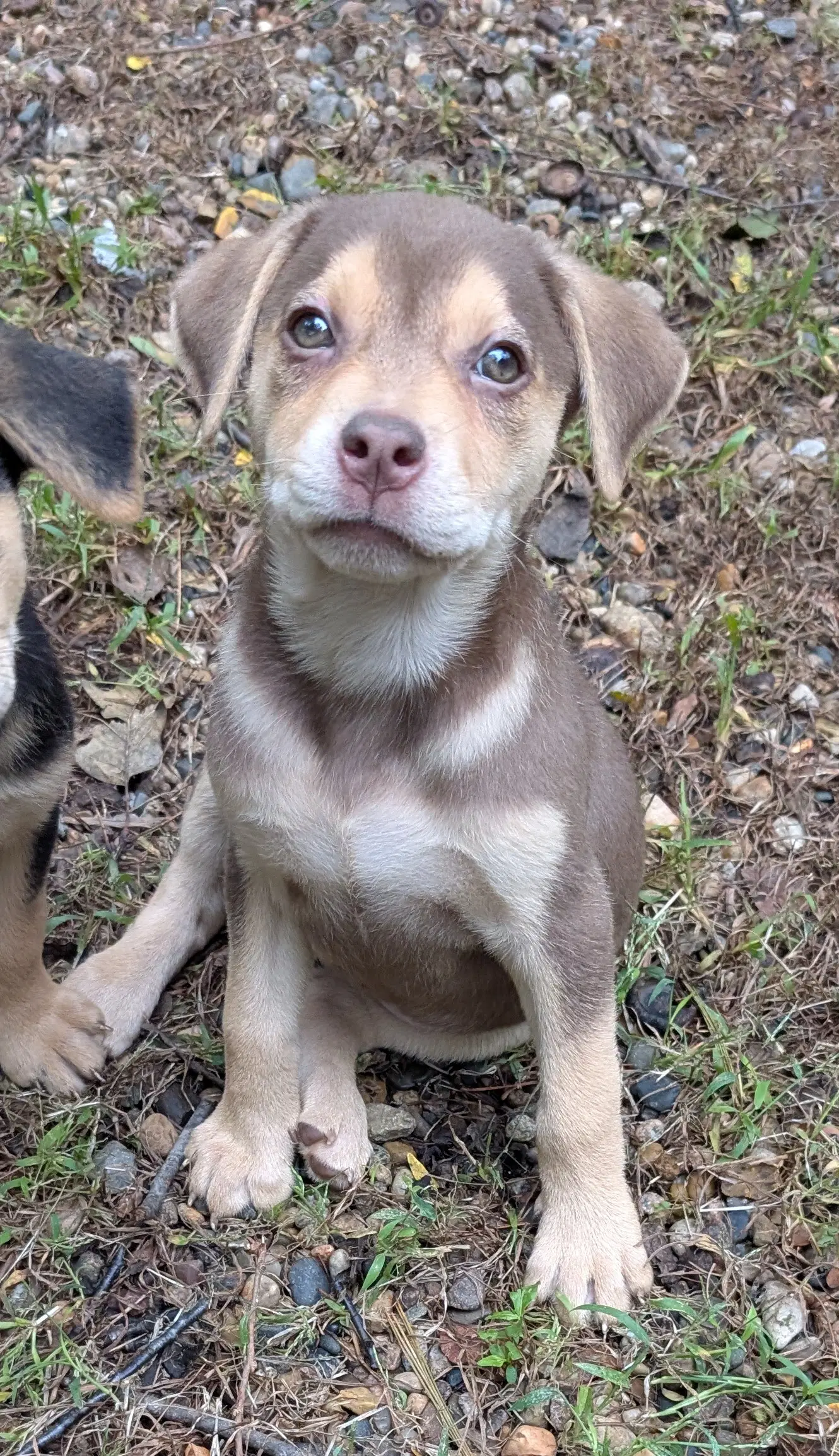 Echo - Labrador Retriever