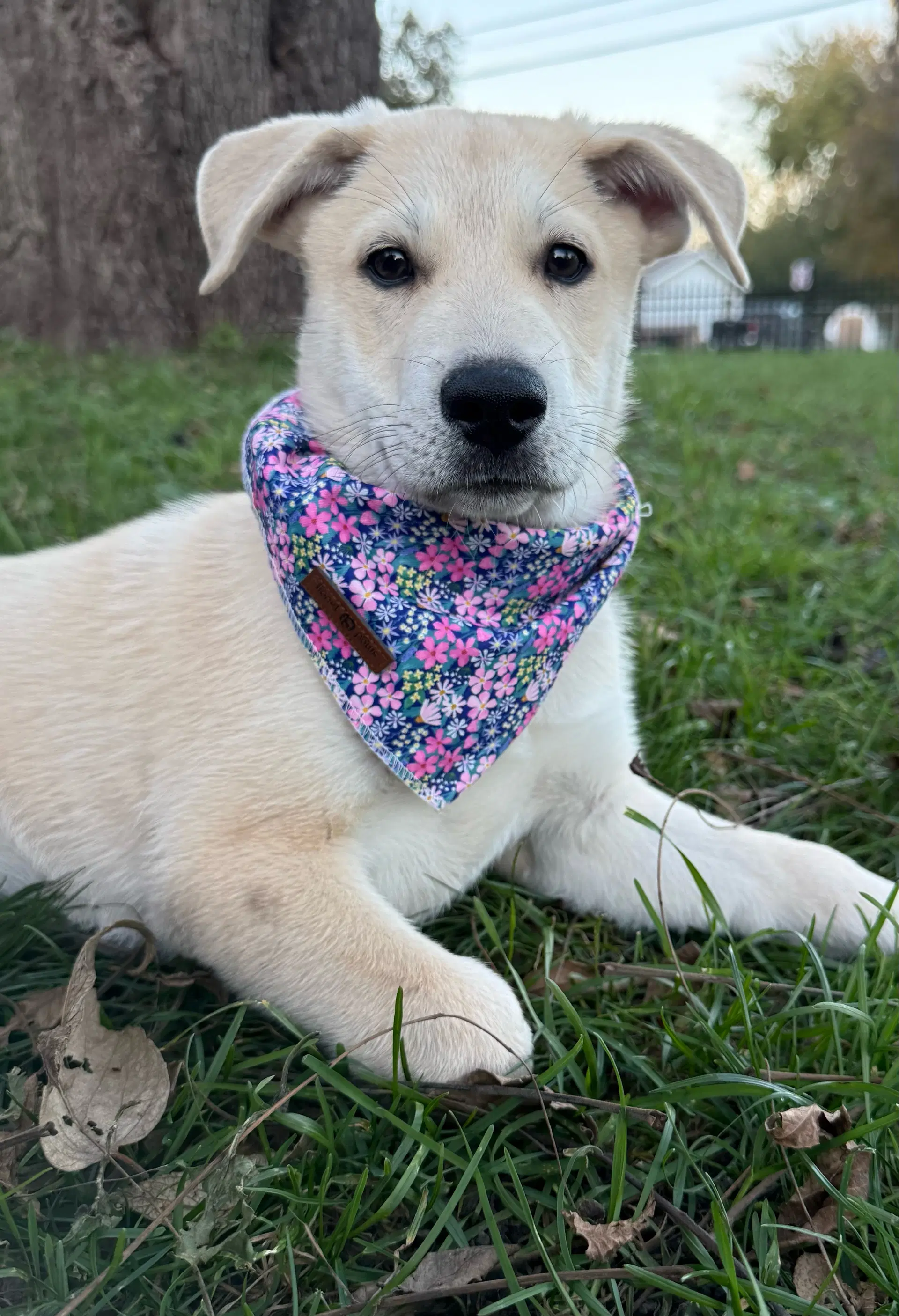 Shay - Shepherd