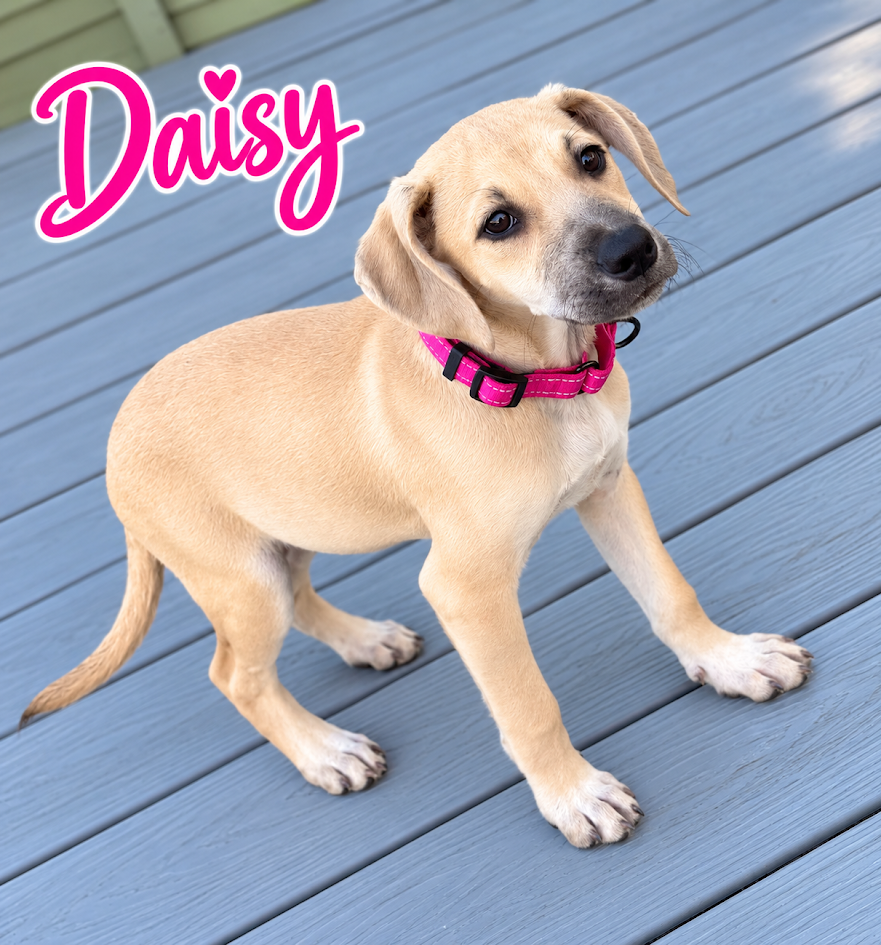 Daisy