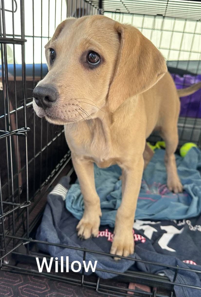 Nala, photo 4