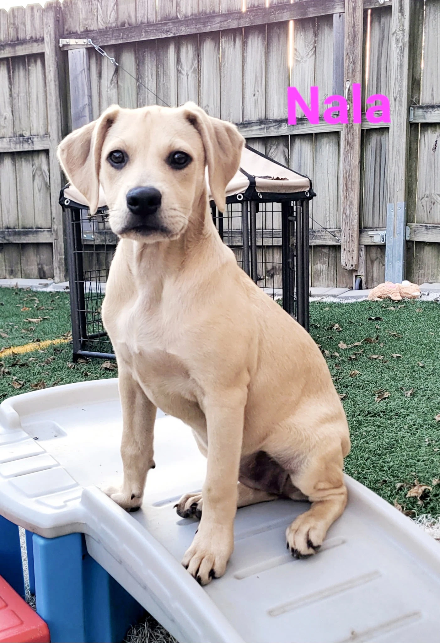 Nala