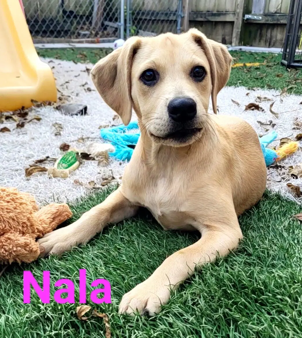 Nala image 2