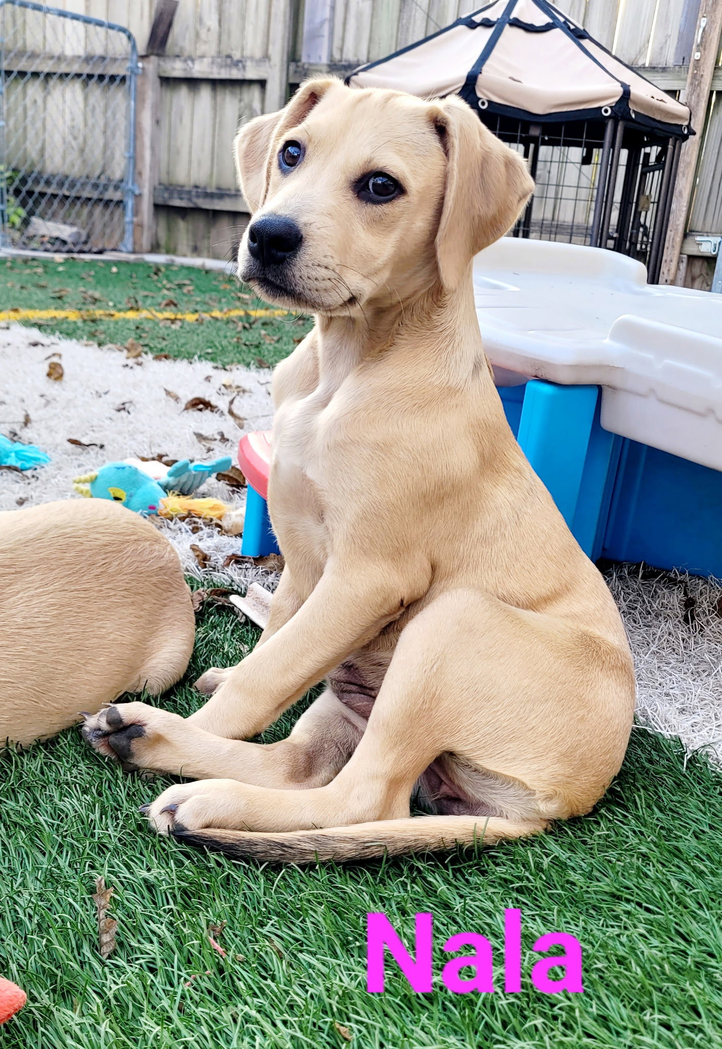 Nala, photo 3
