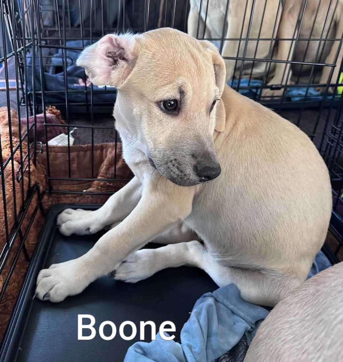 Boone, photo 4