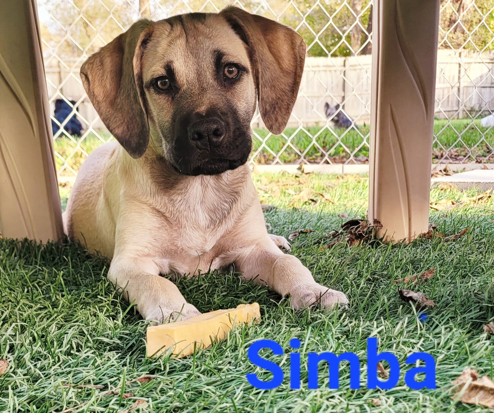 Simba