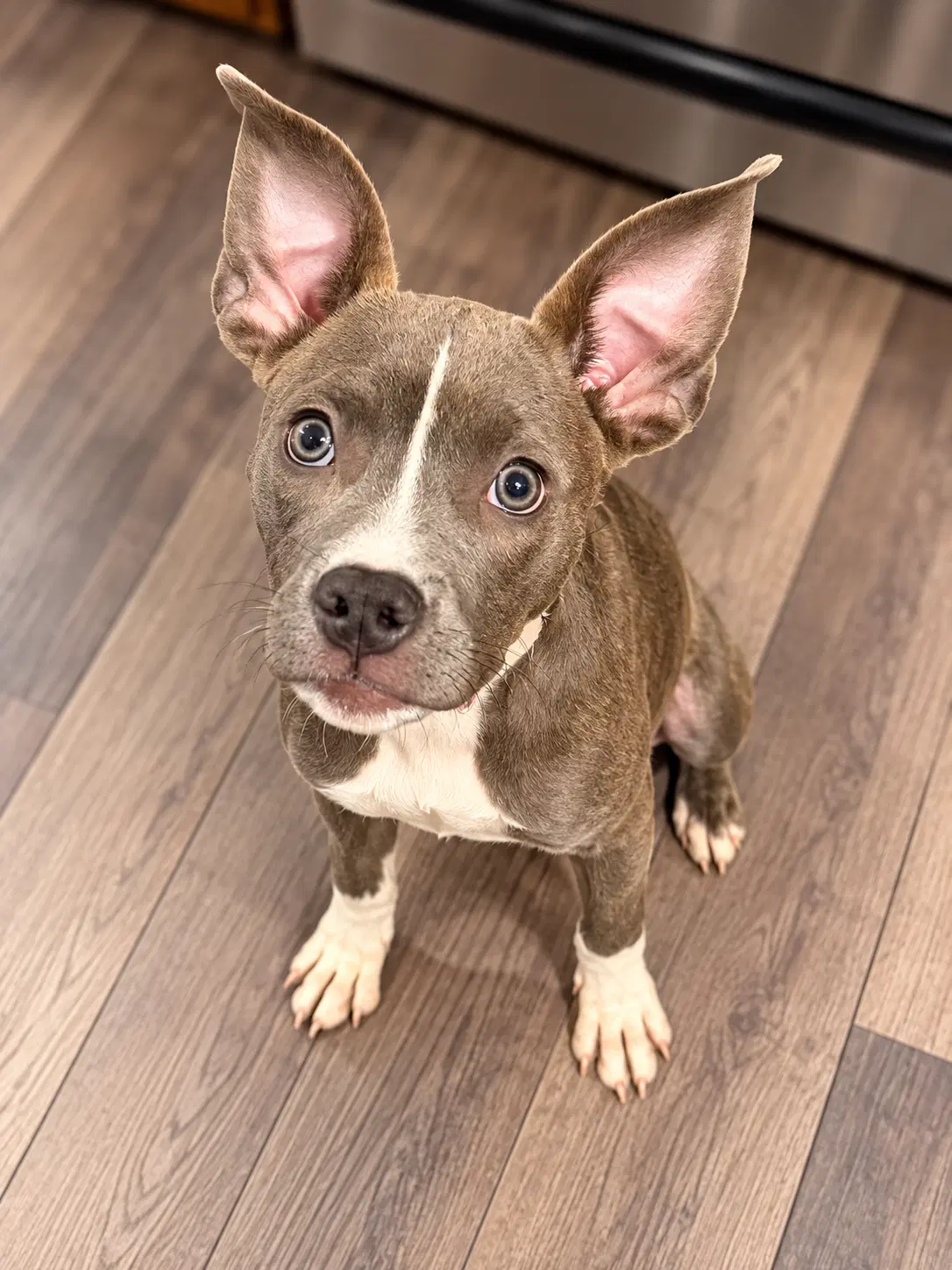 Sadie - Pit Bull Terrier