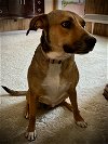adoptable Dog in co spgs, CO named Abby
